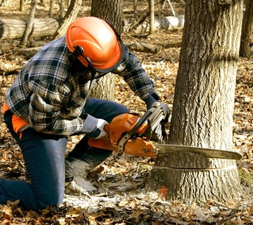 Tree Removal in Hueysville, KY